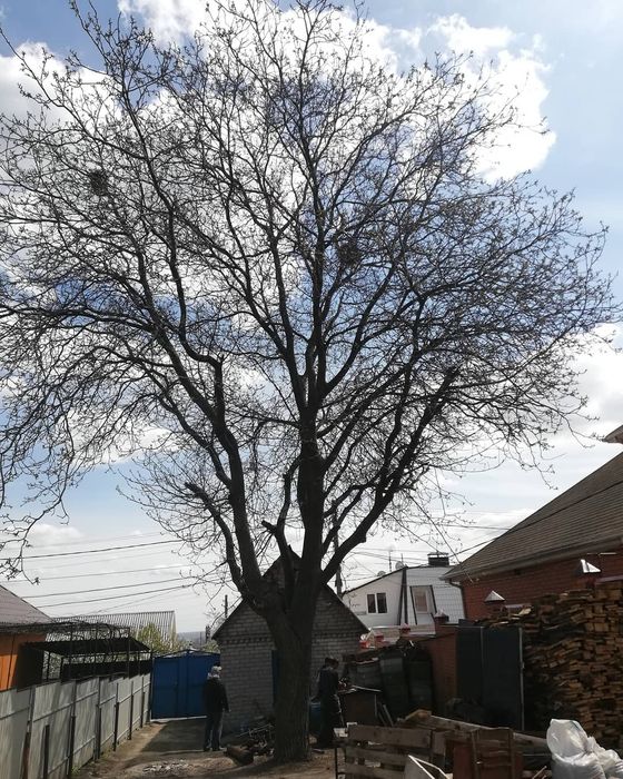 Спил деревьев  за дрова ,уборка участков,корчевание пней, покос травы,