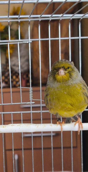 Kanarki GLOSTER samiec i 3 samice