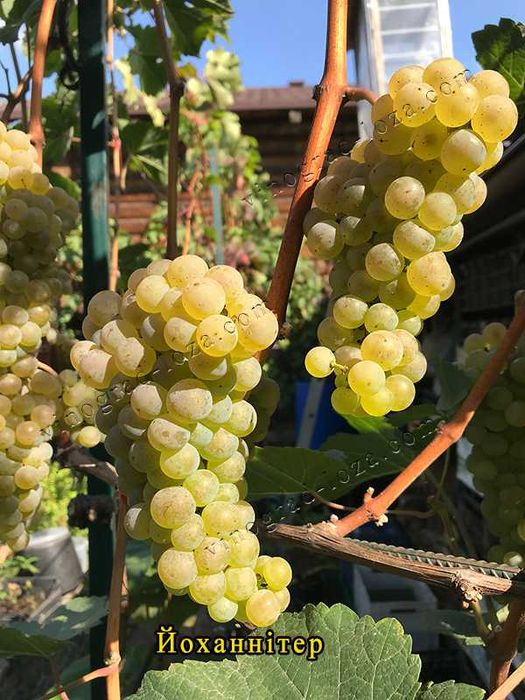 Виноград для соку та вина (саджанці технічних сортів)