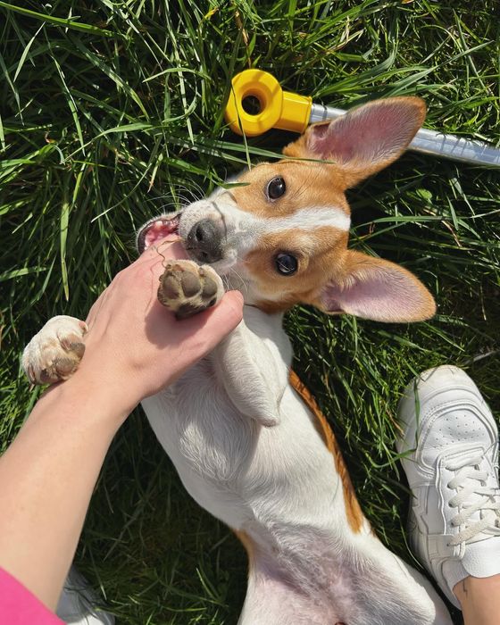 Порода Джек-Рассел 6 місяців