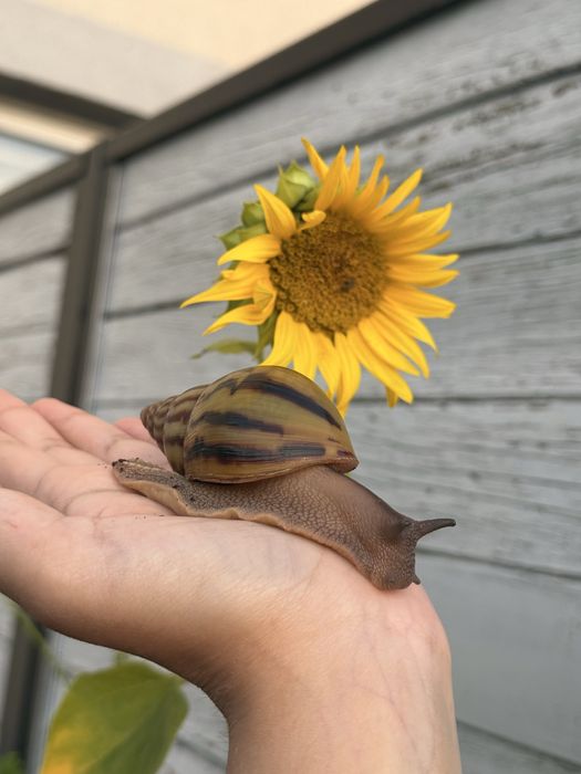 Ślimak afrykański Achatina Achatina Nigeria Standard