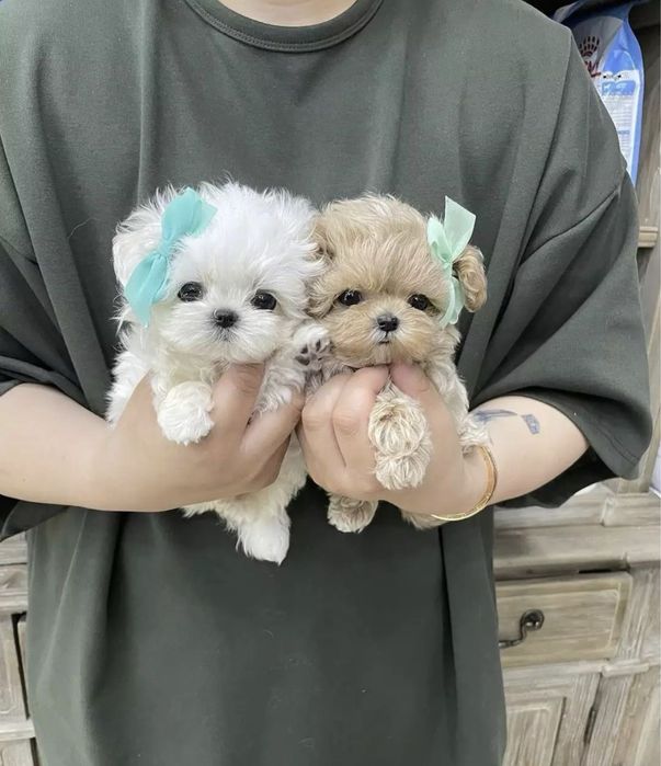 Мальтипу супер міні преміум