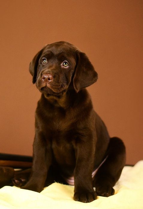 Шоколадні цуценята!