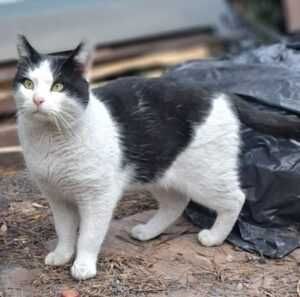Asusek-spokojny kocurek potrzebuje dobrego domku