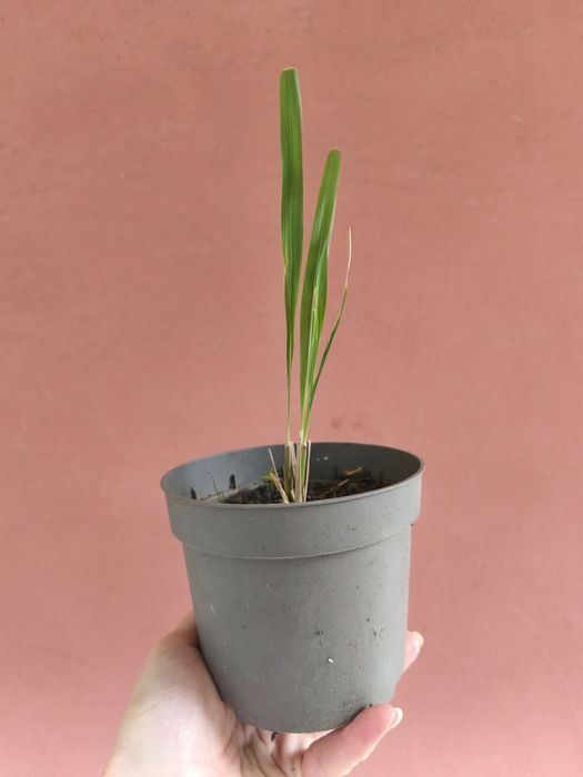 Осока трьохроздільна, Ред Барон, міскантус зебріна карликова