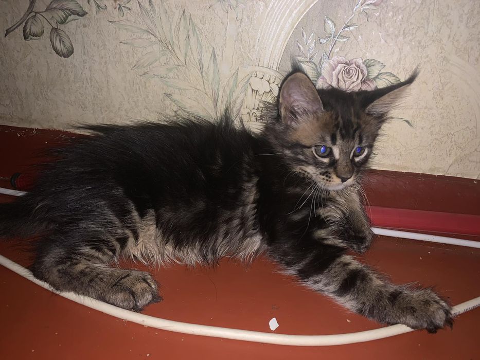 Мейн Кун котята ну очень крупный помет