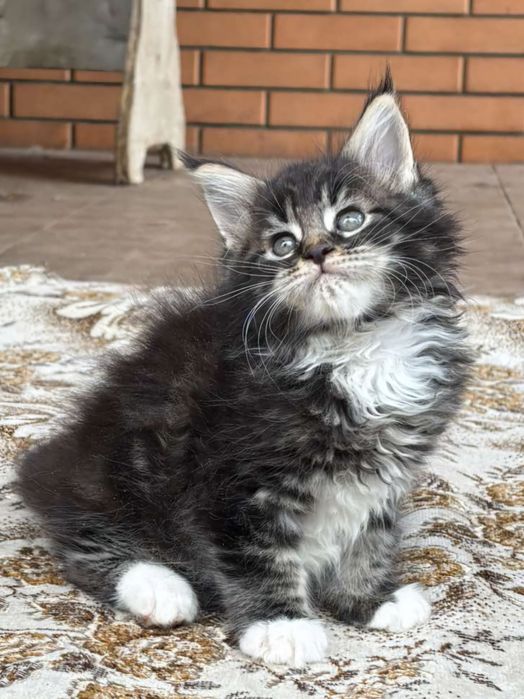 Коты и кошечки.Большой выбор.