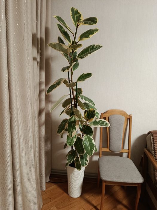 Фікус Тінеке, деревце