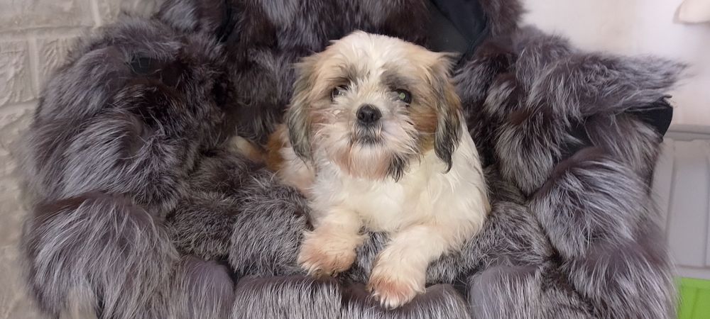 Ши - тцу дівчинка