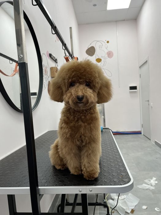 Мальтіпу,пес,домашній улюбленець