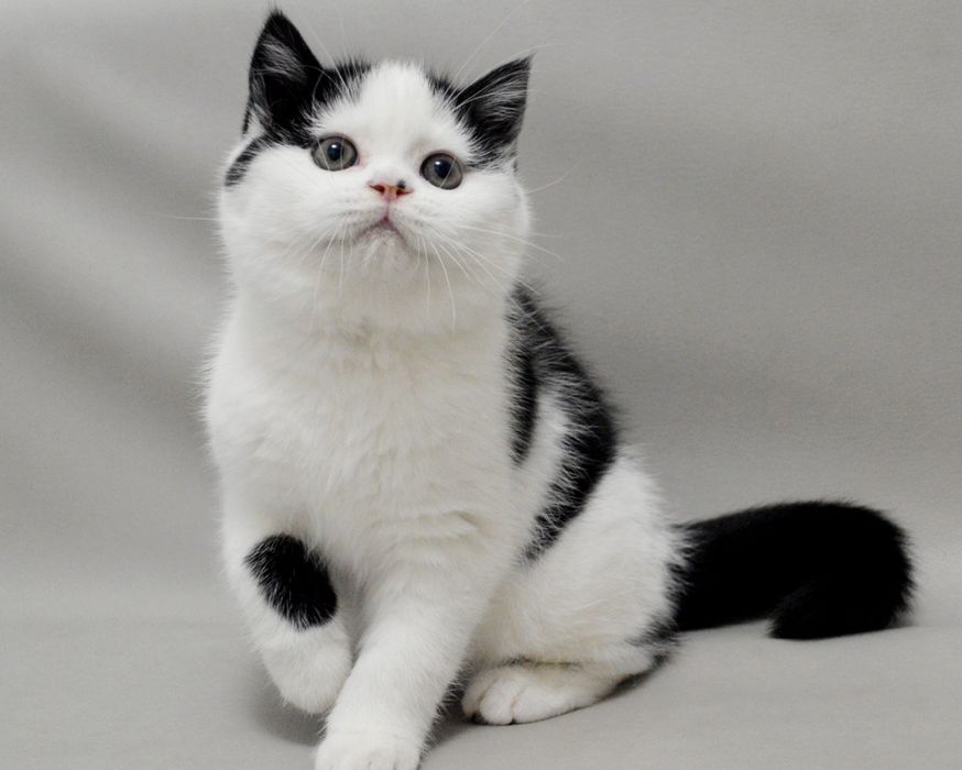 Шикарний шотландський прямовухий хлопчик з відмінним родовідом