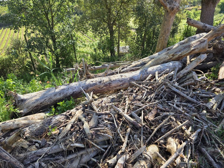 Dou lenha a quem quizer vir buscar