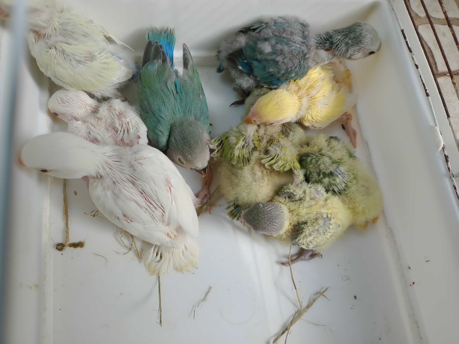 Vendo rossicoolis bebés meiguinhos