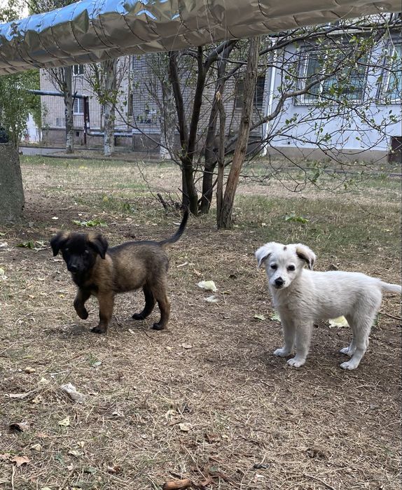 Щенки ищут заботливых хозяев