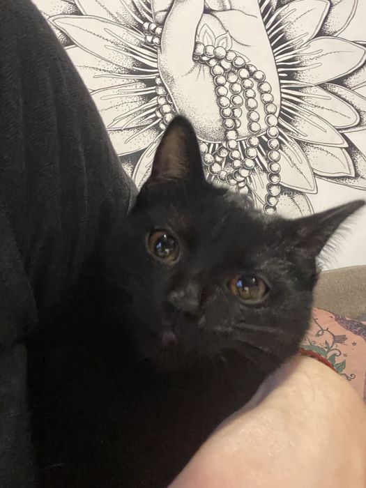 Кіця чорна , помісь з бомбейською породою  кішок