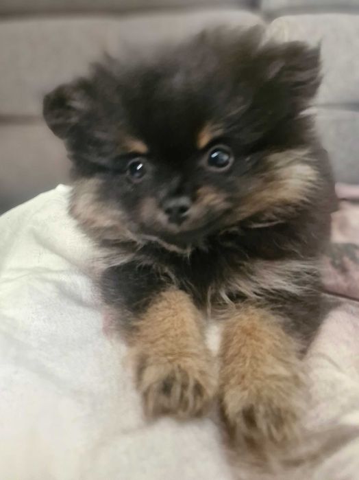 Pomeranian szpic