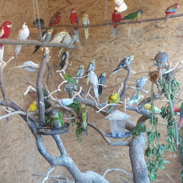 Sprzedam papugi,papużki nimfy urodzone 2025