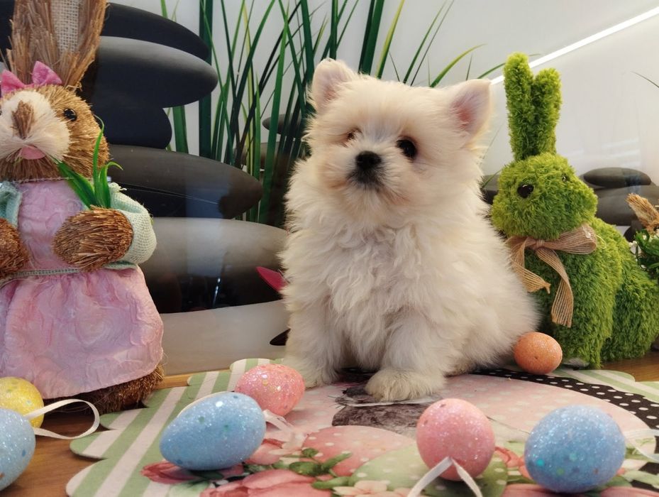 Pomapoo  samczyk z Rodowodem