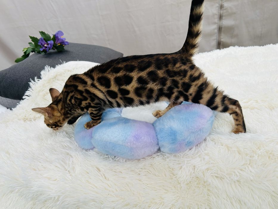 Przepięknej urody kocurek bengalski