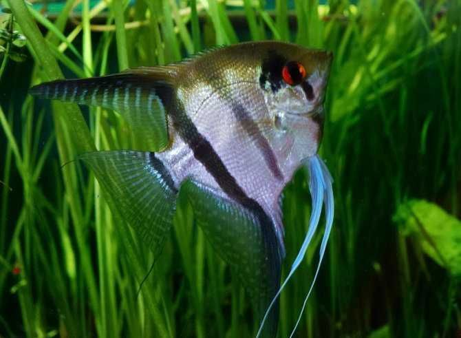 Żaglowiec skalar - Pterophyllum scalare - dowozimy, wysyłamy