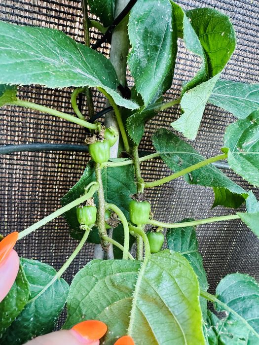 Arvore kiwi baby raros autoferteis - portes grátis