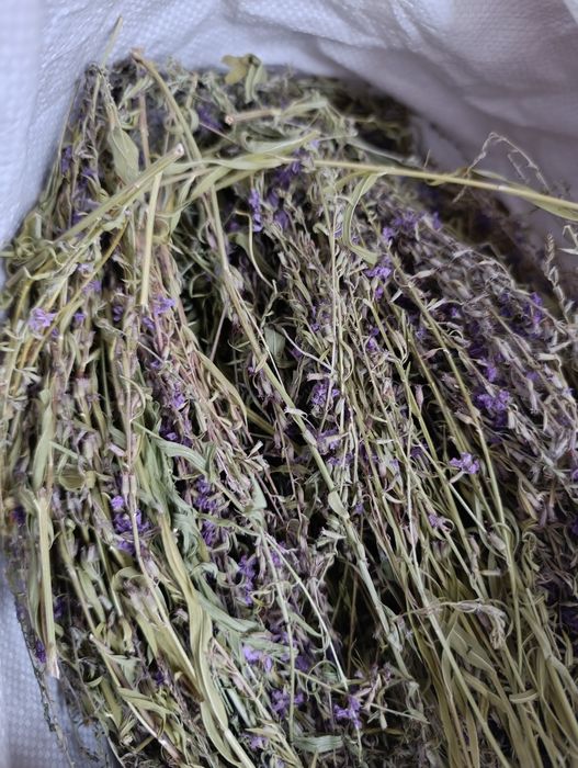 Ягоди гльоду сушені і свіжонарвані 2025 року