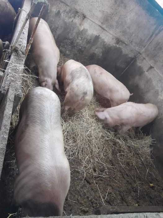 Продам домашні  свині