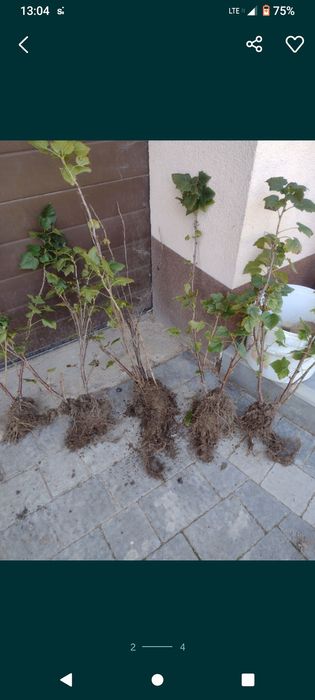 Porzeczka czarna sadzonki owocujące