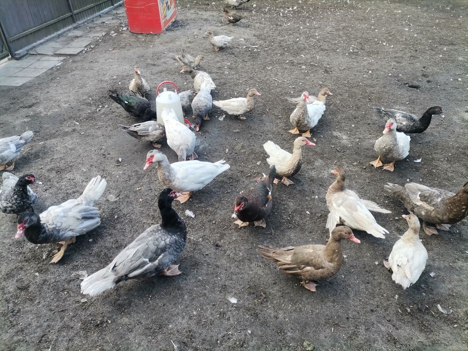 Kaczki francuskie pełnobarwne