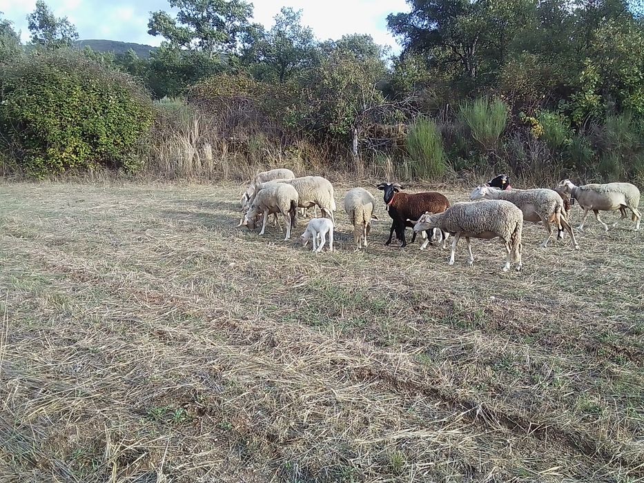 Terreno agrícola com Palheiro