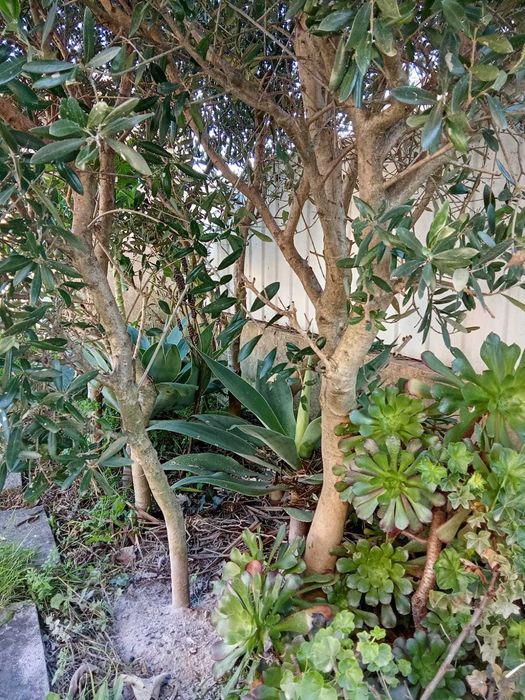 Oliveiras de jardim