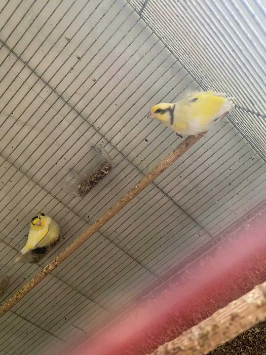 Kanarki 2025 samce samice