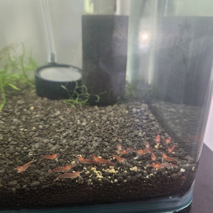 Neocaridina red cherry