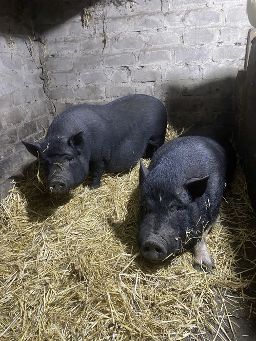 Вьетнамский кабан