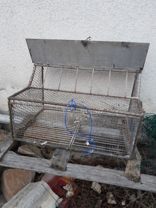 Akcesoria dla gołębi