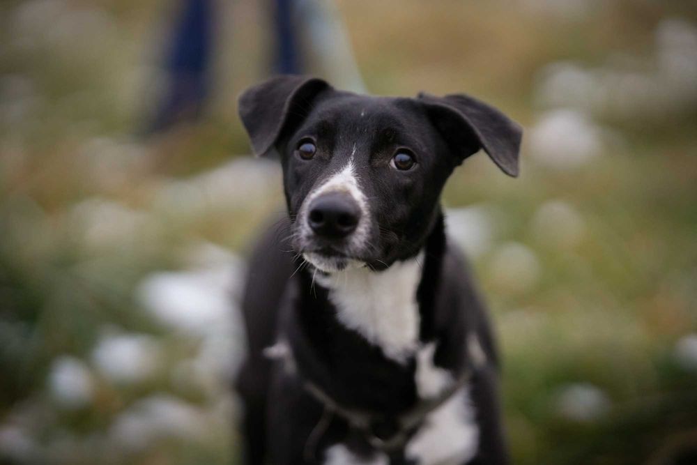 Tony - energiczny, 8 miesięczny szczeniak szuka odpowiedzialnego domu!