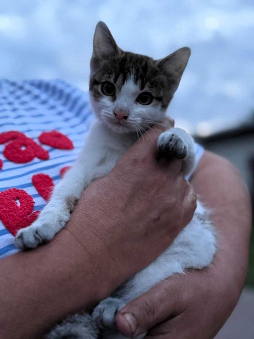 Gucio i Morelka – dwa mruczące skarby do adopcji