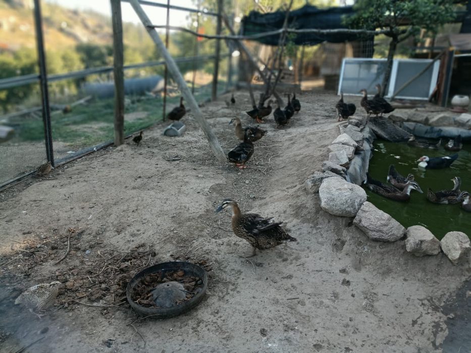 Patos raça Rouen