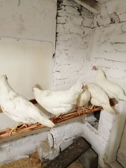 Jajka jaja legowe kur Leghorn. Możliwa wysylka