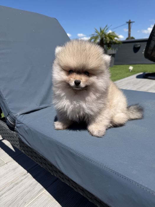 Spitz alemao menino fantastico