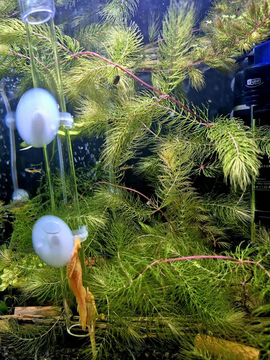 Аквариумные рыбки, гуппи, анциструс, улитки, аквариумные растения