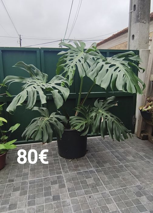 Plantas e suculentas