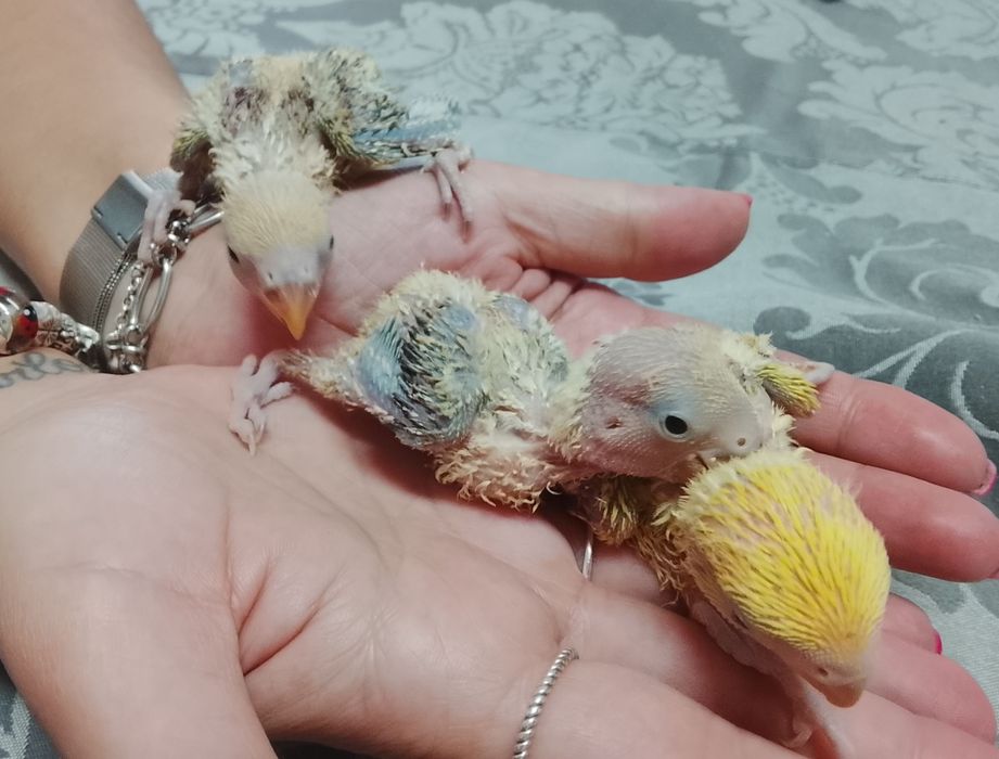 Agapornis Roseicollis Bebés
