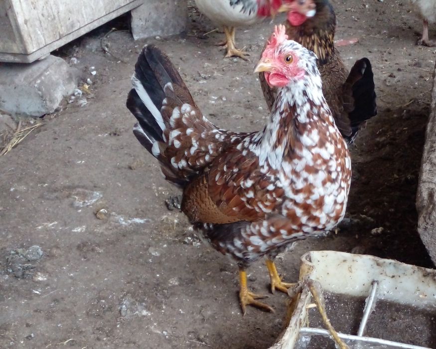 Інкубаційне яйце бентамки , Инкубационное яйцо бентамки