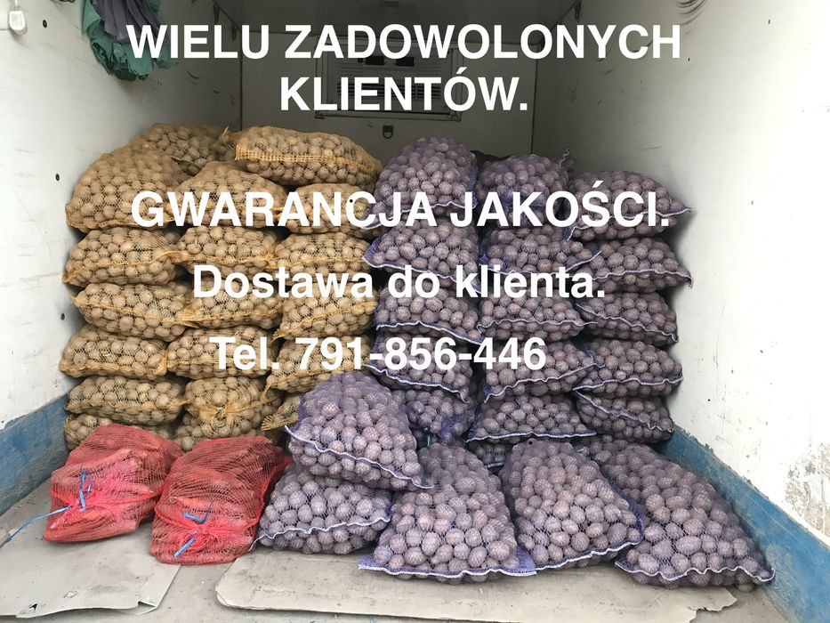 Ziemniaki wielkość sadzeniaka i jadalnego-różne odmiany-dostawa gratis
