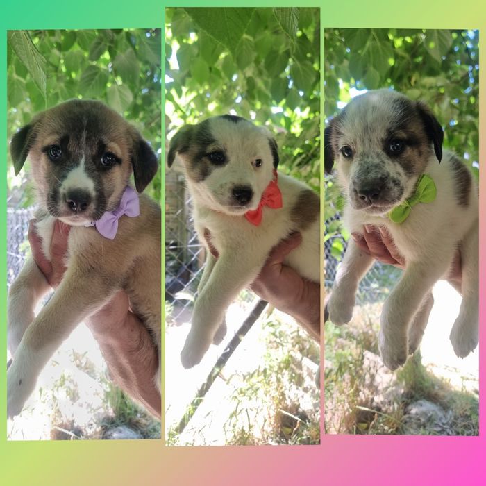 Cachorrinhas para adoção