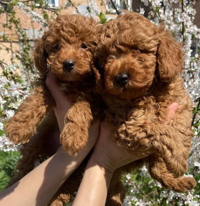 Той пудель рэдбраун готов жениться