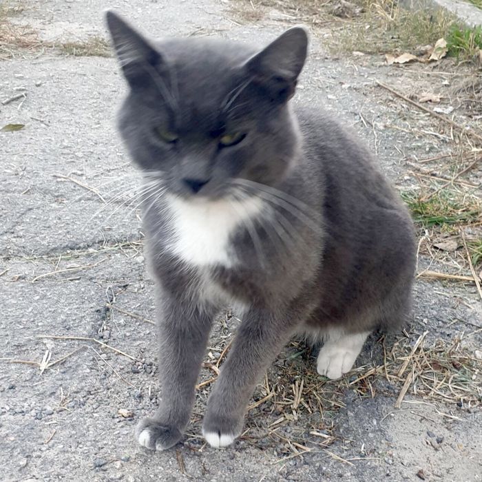 ТЕРМІНОВО! Потрібен дім або перетримка