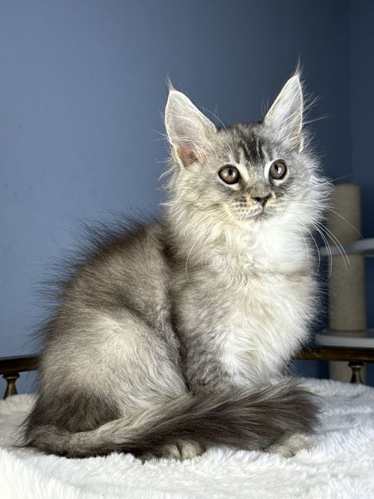 Тикированый мальчик на высоком серебре 3 месяца крупный мейн кун