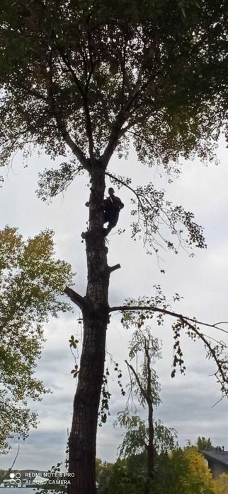 Спил та обрізання аварійних  дерев методом альпінізму.